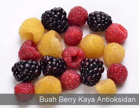 Buah Berry Kaya Antioksidan