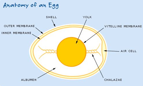 Bagian-bagian dalam Telur